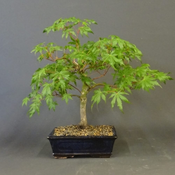 Japanischer Fächerahorn - Acer palmatum 1