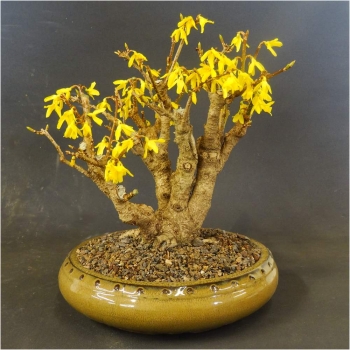 Goldglöckchen - Forsythia x intermedia 6