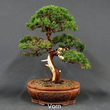 Chinesischer Wacholder - Juniperus chinensis 11