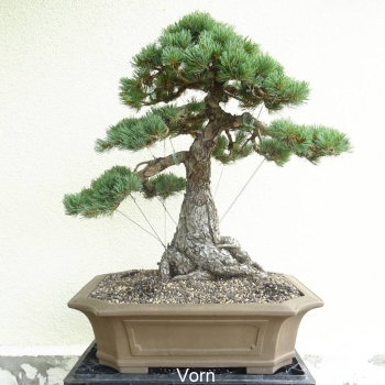 Blaue Mädchenkiefer-Pinus parvifolia 10-3900,-€