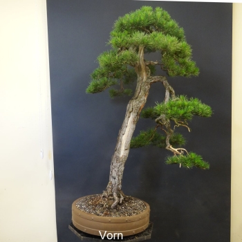Gemeine Kiefer - Pinus sylvestris14/2290,-€