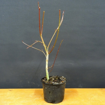 Japanischer Fächerahorn - Acer palmatum R2