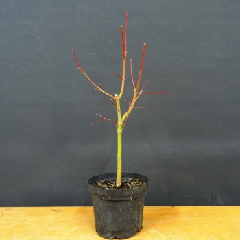 Japanischer Fächerahorn - Acer palmatum R3