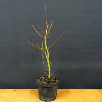 Japanischer Fächerahorn - Acer palmatum R4