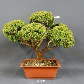 Chinesischer Wacholder - Juniperus chinensis A
