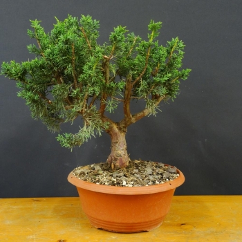 Chines. Wacholder - Juniperus chinensis 'Blaauw' R4