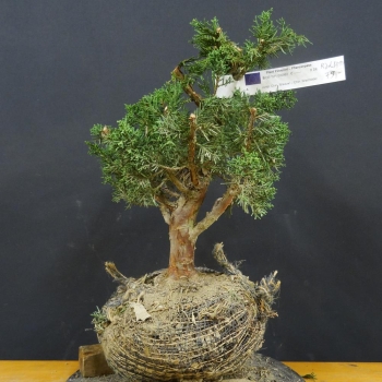 Chines. Wacholder - Juniperus chinensis 'Blaauw' B10