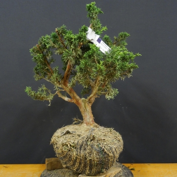 Chines. Wacholder - Juniperus chinensis 'Blaauw' B12