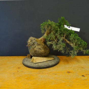 Chines. Wacholder - Juniperus chinensis 'Blaauw' B17