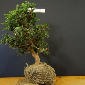 Gem. Wacholder-Juniperus communis B3