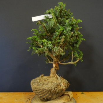 Gem. Wacholder-Juniperus communis B4
