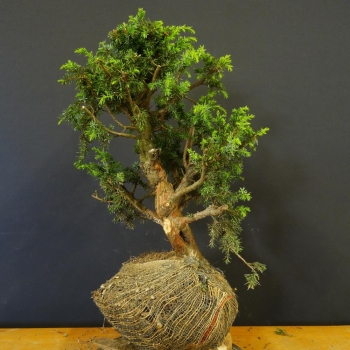 Gem. Wacholder-Juniperus communis B6