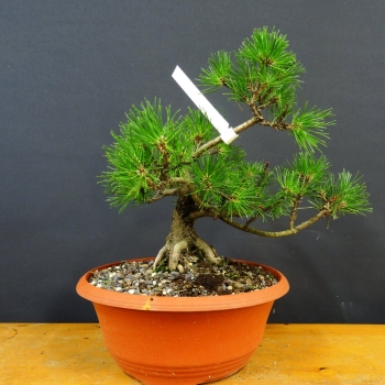 Bergkiefer - Pinus mugo 'Pumilio' R11