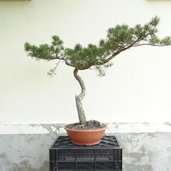 Gemeine Kiefer - Pinus Sylvestris R15 / 850,-€