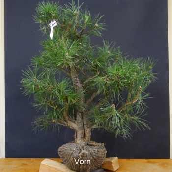 Gemeine Kiefer - Pinus sylvestris BA