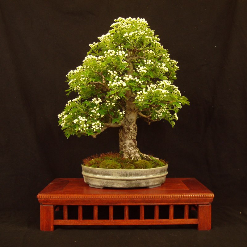 Bonsai, Weissdorn, Frei aufrechte Form