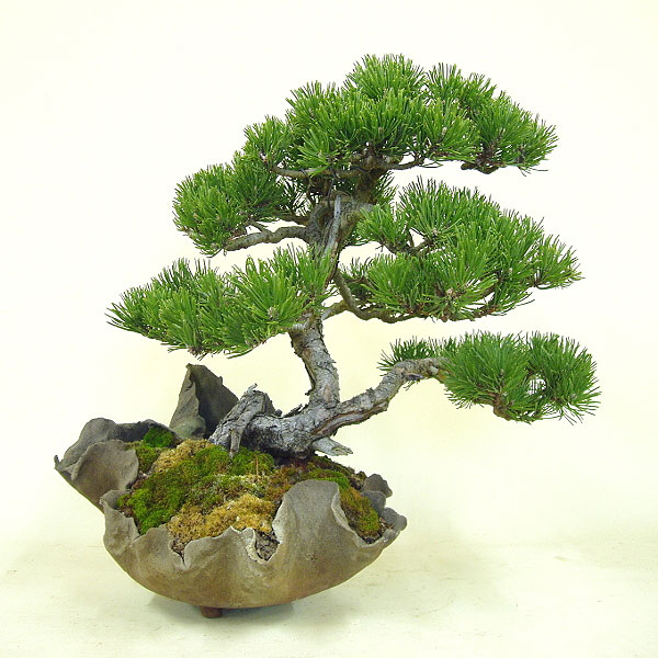 Bonsai, Bergkiefer, liegende Form