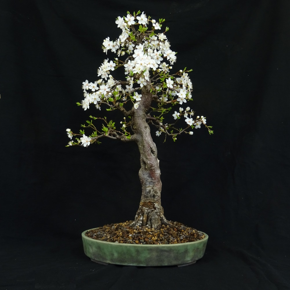 Bonsai, Mirabelle, Pflaume, Frei aufrechter Stil, Frühling mit Blüten