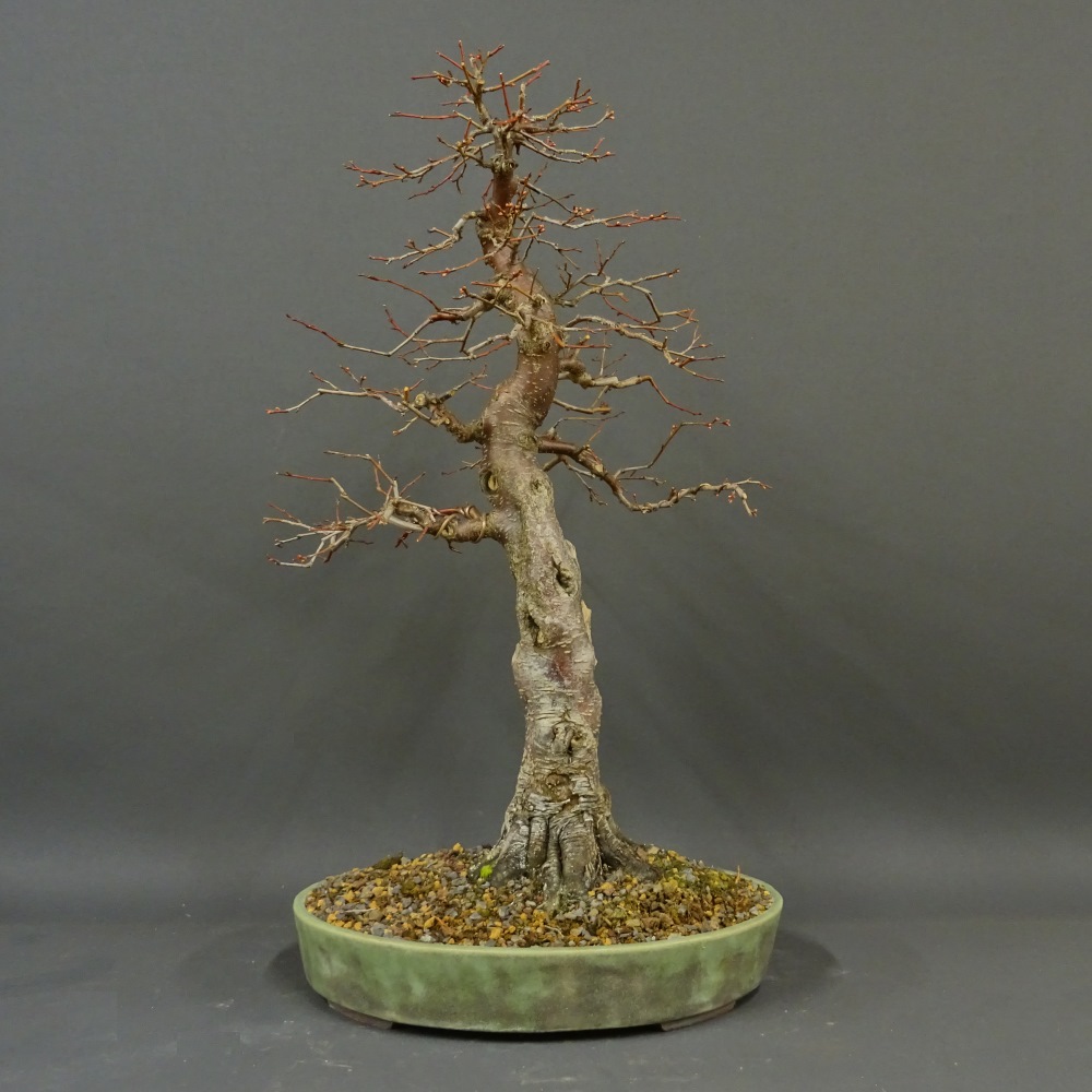 Bonsai, Mirabelle, Pflaume, Frei aufrechter Stil, laubfrei im Winter