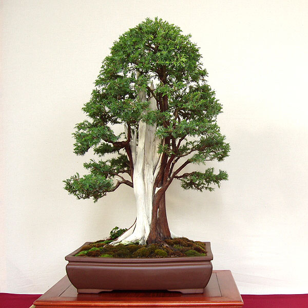 Bonsai, Gewöhnlicher Wacholder mit aufrechten Ästen und hängenden Zweigen