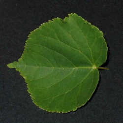 Ginkoblatt