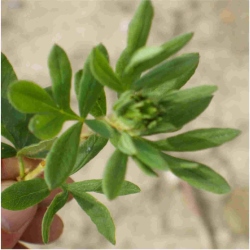 Fingerstrauch Blatt