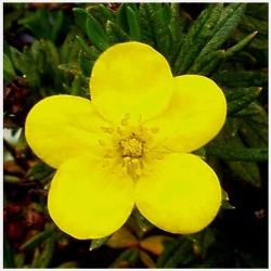 Potentilla Blüte gelb Bonsai