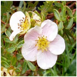 Potentilla Blüte Princess Bonsai