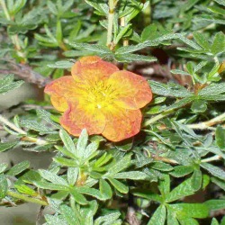 Potentilla Blüte rot Bonsai