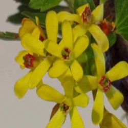Blueten Johannisbeere