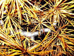Lärchennadeln in Herbstfärbung