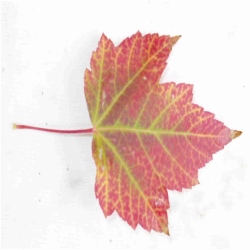 Rotahorn Blatt