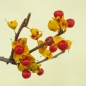 Preview: celastrus_orbiculatus_Fruechte