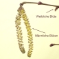 Preview: Corylus Bluthasel Blüte