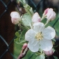 Preview: Malus Evereste Blüte