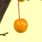 Preview: Zierapfel Frucht Bonsai