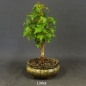 Preview: Acer buergerianum links