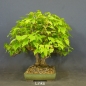 Preview: Acer ginnala links