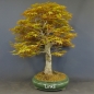 Preview: Bonsai, Faecherahorn