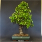 Preview: Bonsai, Linde