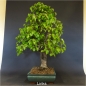 Preview: Bonsai, Linde