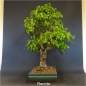 Preview: Bonsai, Linde