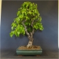 Preview: Bonsai, Linde