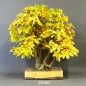 Preview: Bonsai, Hainbuche