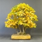 Preview: Bonsai, Hainbuche