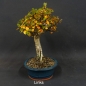 Preview: Cotoneaster, divaricatus, Zwergmispel