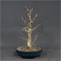 Preview: Bonsai, Crataegus laevigata, Weissdorn