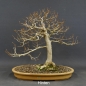Preview: Fagus crenata, Kerbbuche, Bonsai