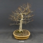 Preview: Fagus crenata, Kerbbuche, Bonsai
