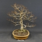 Preview: Fagus crenata, Kerbbuche, Bonsai
